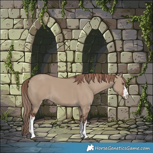 Horse Color:White Spotted Liver Red Dun 