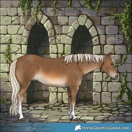Horse Color:Chocolate Palomino Tobiano