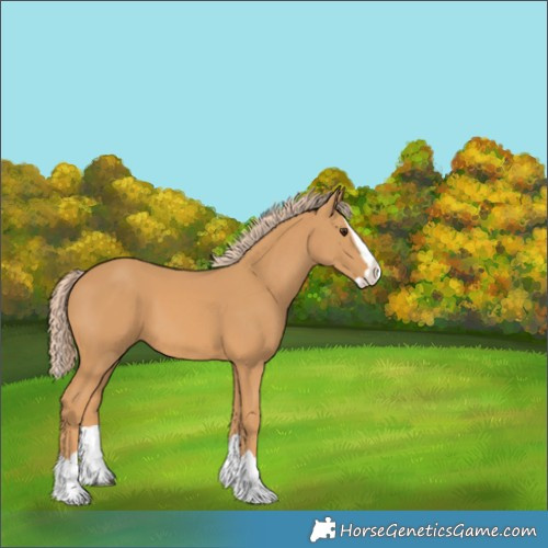 Horse Color:Chestnut Splash