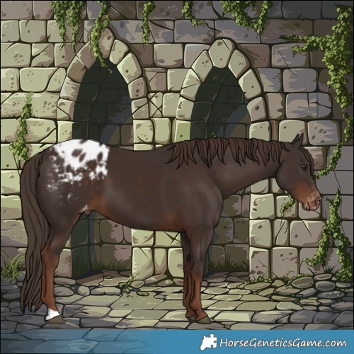 Horse Color:Liver Chestnut Appaloosa 