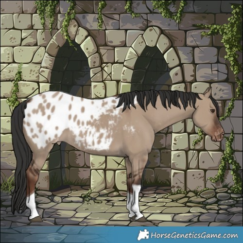 Horse Color:Liver Red Dun Tobiano Appaloosa 