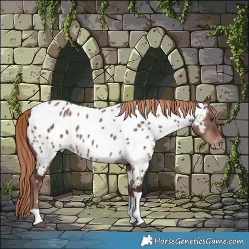 Horse Color:Liver Red Dun Tobiano Appaloosa Rabicano 