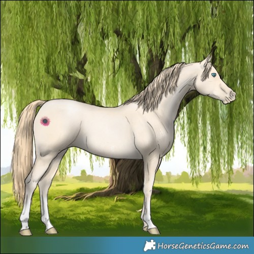 Horse Color:Buckskin Pearl Sabino 
