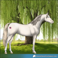 Horse Color:Buckskin Pearl Sabino