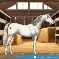 Horse Color:Buckskin Pearl Sabino