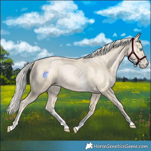 Horse Color:Palomino Pearl Sabino 
