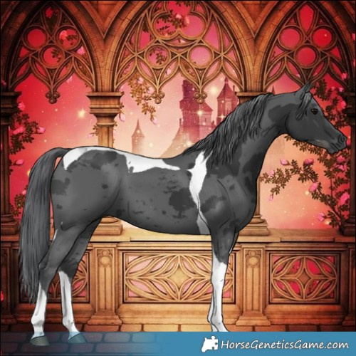 Horse Color:Black Merle Tobiano 