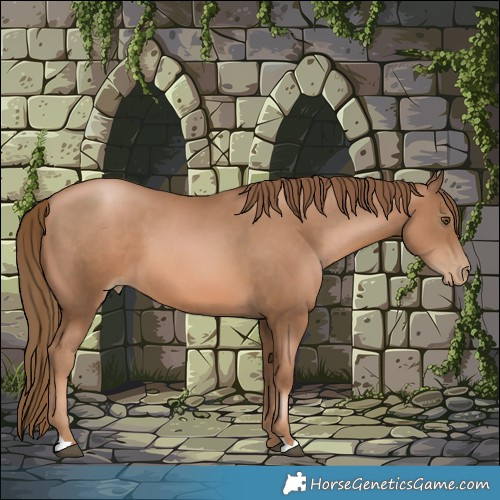 Horse Color:Liver Chestnut Pearl 