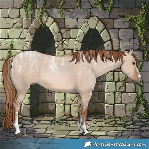 Horse Color:Powder White Red Dun 
