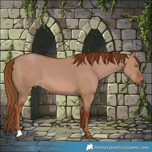 Horse Color:Red Dun 