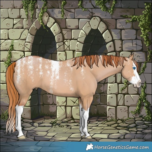 Horse Color:Powder White Red Dun Splash 