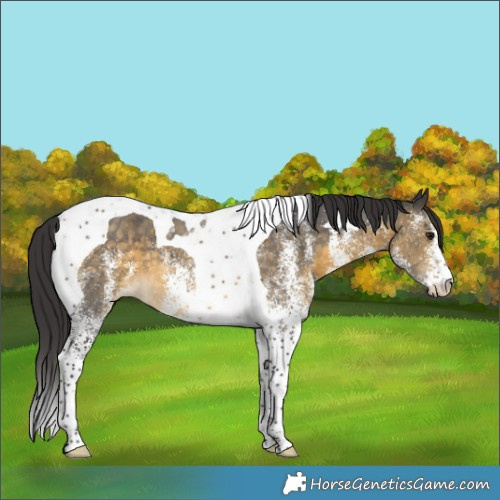 Horse Color:White Spotted Buckskin Tobiano Appaloosa 