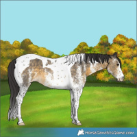 Horse Color:White Spotted Buckskin Tobiano Varnish
