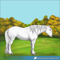 Horse Color:Buckskin Chinchilla Pearl Onyx Sabino 