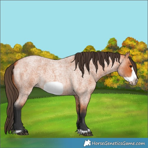 Horse Color:Unknown 