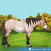 Horse Color:Unknown 
