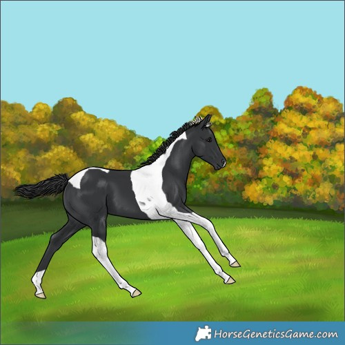 Horse Color:Black Tobiano 