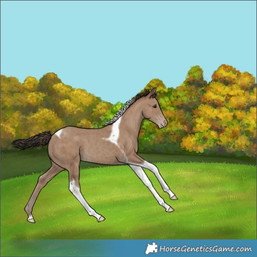 Horse Color:Classic Champagne Tobiano 