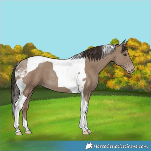 Horse Color:Classic Champagne Tobiano Rabicano