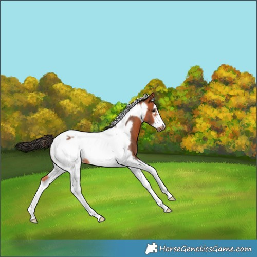 Horse Color:Bay Tobiano Frame Rabicano
