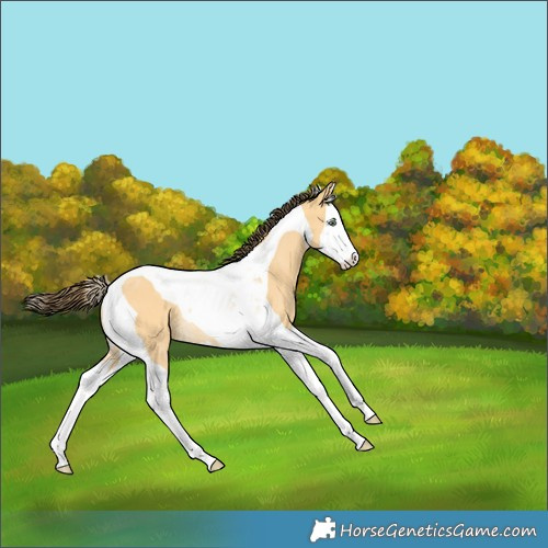 Horse Color:Amber Cream Champagne Dun Splash Tobiano Rabicano 