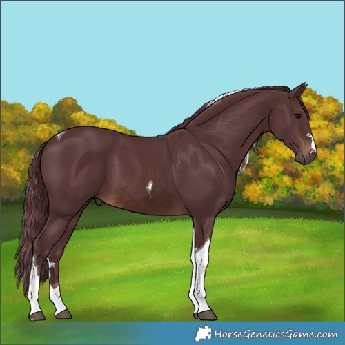 Horse Color:Chocolate Brown Tobiano 