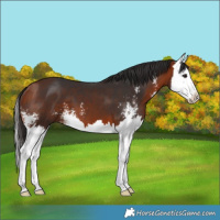 Horse Color:Bay Sabino Splash 
