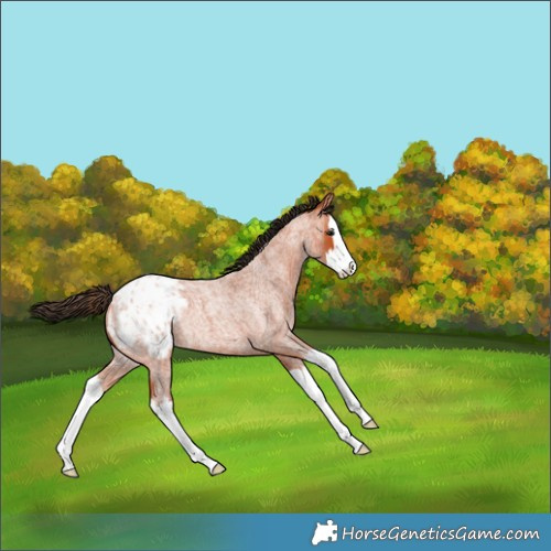 Horse Color:Bay Roan Splash Appaloosa Rabicano 