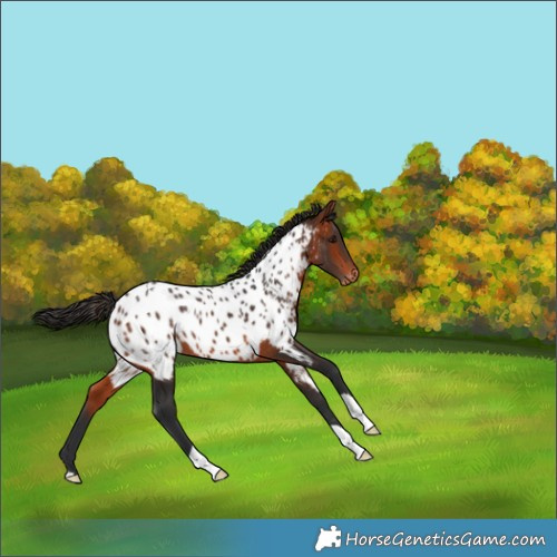 Horse Color:Brown Appaloosa 