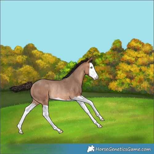 Horse Color:Amber Champagne Splash Rabicano 