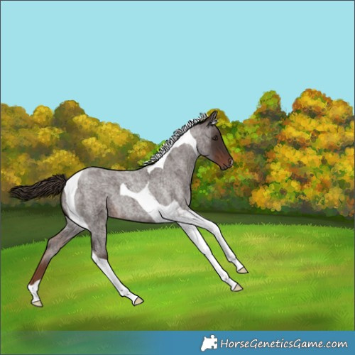 Horse Color:Liver Red Roan Tobiano 