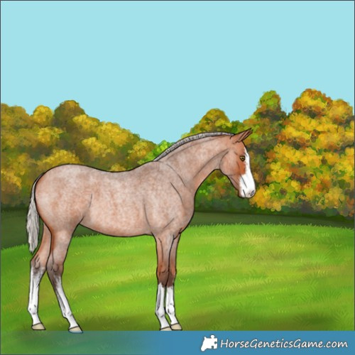 Horse Color:White Spotted Silver Bay Roan 