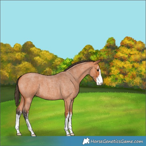 Horse Color:White Spotted Bay Roan 