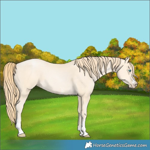 Horse Color:Buckskin Pearl Sabino 
