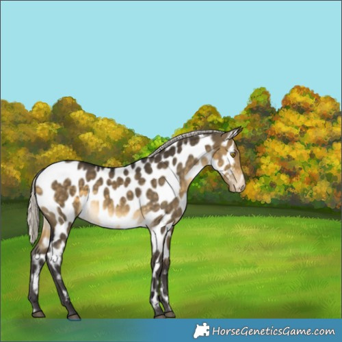 Horse Color:Silver Buckskin Dun Appaloosa