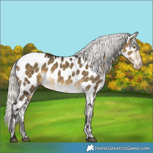 Horse Color:Silver Buckskin Dun Near Leopard 