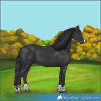 Horse Color:Black 