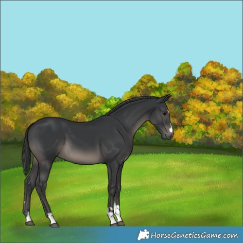 Horse Color:Black 