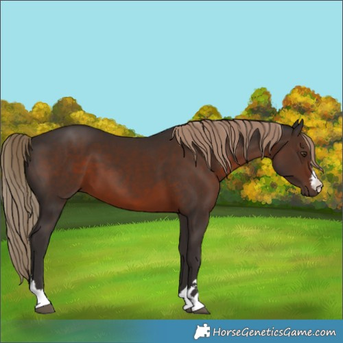 Horse Color:Liver Chestnut