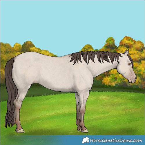 Horse Color:Classic Champagne Dun 