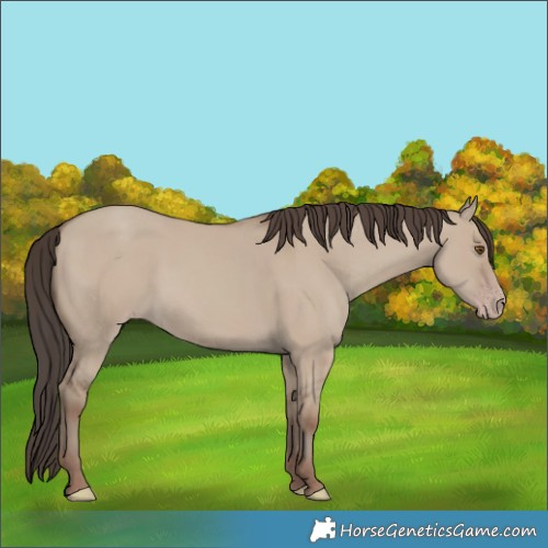 Horse Color:Classic Champagne Dun 