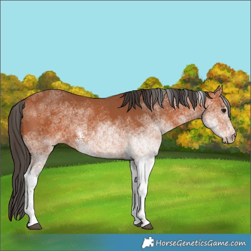 Horse Color:White Spotted Bay 
