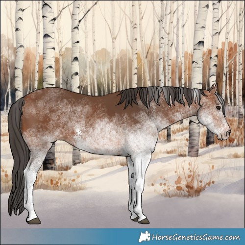 Horse Color:White Spotted Bay 