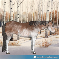 Horse Color:White Spotted Bay