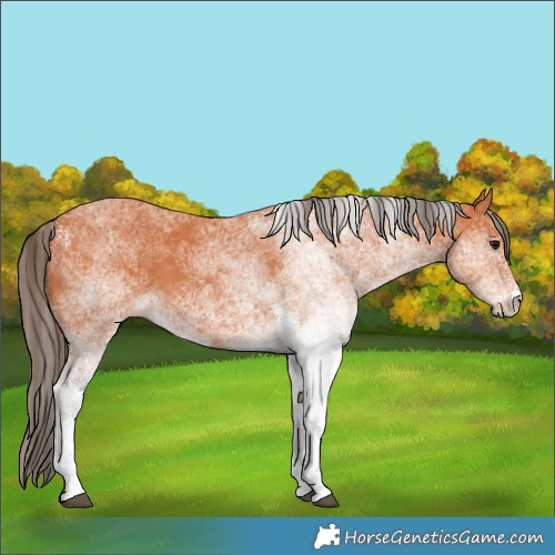 Horse Color:White Spotted Bay 