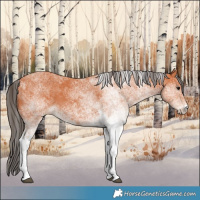 Horse Color:White Spotted Bay 