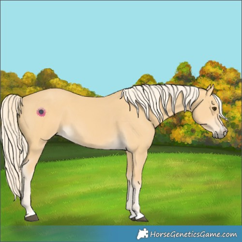Horse Color:Palomino 