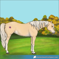Horse Color:Palomino 