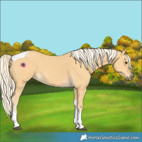 Horse Color:Palomino Tobiano 