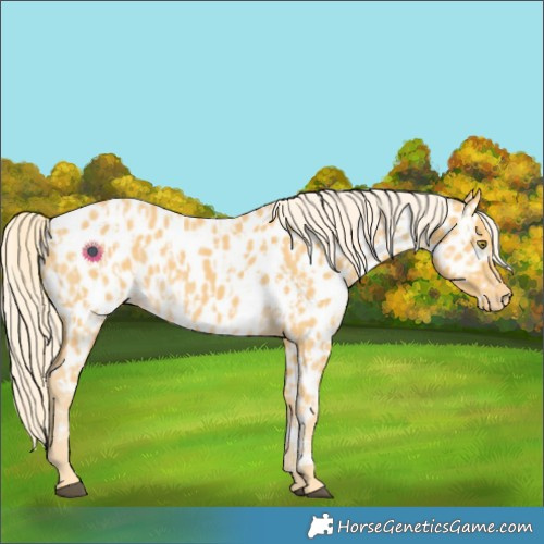 Horse Color:Palomino Appaloosa  and Palomino Appaloosa Rabicano 